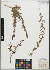 Foto von Salix purpurea L.